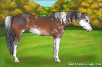 Horse Color:Bay Sabino 