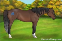 Horse Color:Brown 