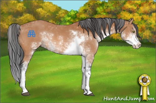 Horse Color:Bay Sabino 