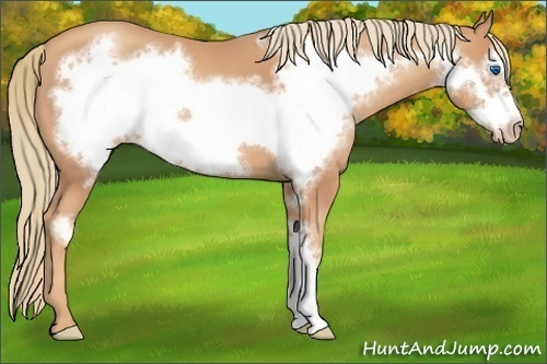 Horse Color:Gold Champagne Frame 