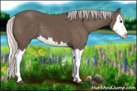 Horse Color:Silver Black Splash
