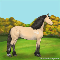 Horse Color:Buckskin Sabino 