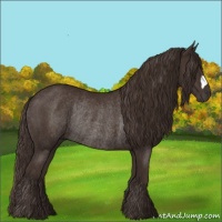 Horse Color:Liver Chestnut Rabicano 