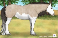 Horse Color:Classic Champagne Roan Splash