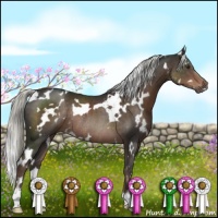 Horse Color:White Spotted Liver Chestnut Rabicano 