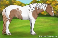 Horse Color:Chestnut Tobiano Rabicano 