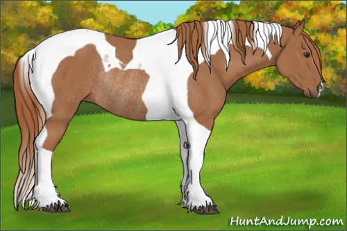 Horse Color:Chestnut Tobiano Rabicano 