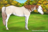 Horse Color:Buckskin Pearl Dun Splash 