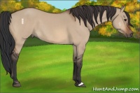 Horse Color:Brown Dun 