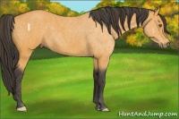 Horse Color:Buckskin Roan 