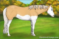 Horse Color:Palomino Splash 