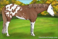 Horse Color:Chestnut Splash Appaloosa