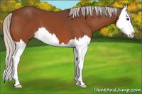 Horse Color:Silver Bay Splash 