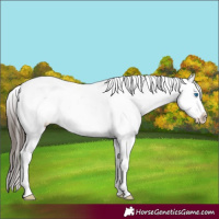Horse Color:Liver Chestnut Splash Appaloosa