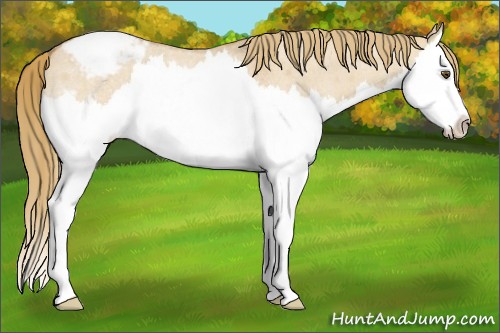 Horse Color:Red Dun Roan Splash Snowcap