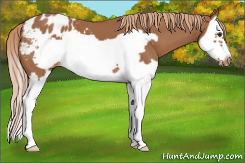 Horse Color:Chestnut Splash Frame Appaloosa 