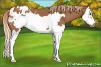 Horse Color:Chestnut Splash Frame Appaloosa 