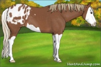 Horse Color:Chestnut Splash Appaloosa 