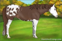 Horse Color:Liver Chestnut Splash Appaloosa 