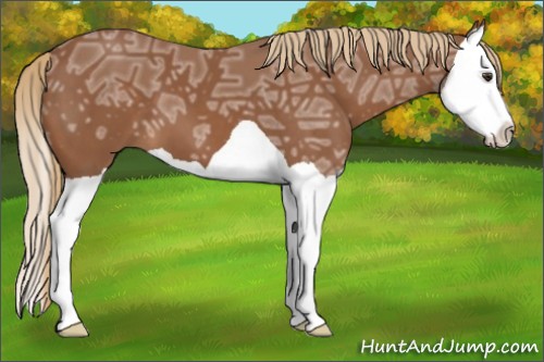Horse Color:Chestnut Ice Splash 