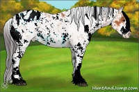 Horse Color:Bay Sabino Appaloosa Rabicano 