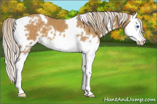 Horse Color:White Spotted Palomino Splash