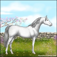 Horse Color:Gray White Spotted Liver Chestnut Ice Sabino 
