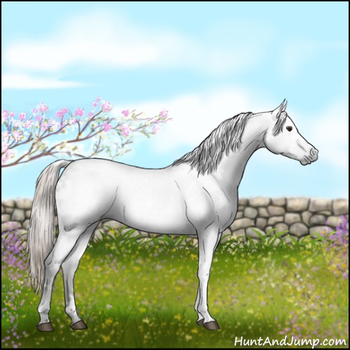Horse Color:Gray White Spotted Chocolate Palomino 