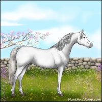 Horse Color:Gray White Spotted Chocolate Palomino 