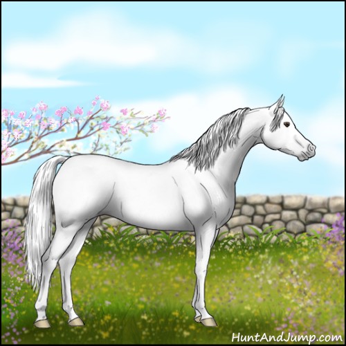 Horse Color:Gray Liver Chestnut 