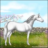 Horse Color:Gray Liver Chestnut 