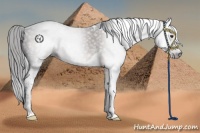 Horse Color:Gray White Spotted Liver Chestnut Tobiano