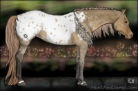 Horse Color:Chocolate Palomino Dun Sabino Appaloosa