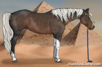 Horse Color:Liver Chestnut Sabino Tobiano 