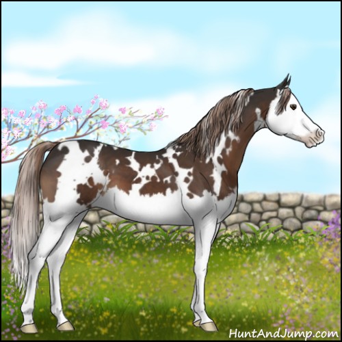 Horse Color:White Spotted Liver Chestnut Sabino Splash 
