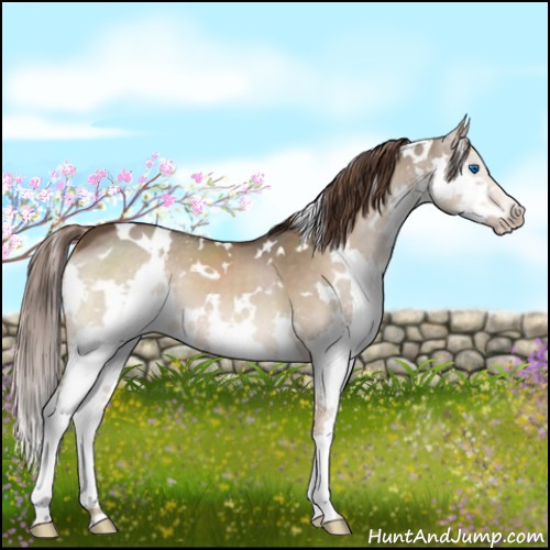 Horse Color:White Spotted Liver Red Dun Splash 