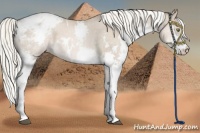 Horse Color:White Spotted Liver Red Dun Pearl Splash Appaloosa 