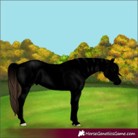 Horse Color:Void Black Ice Sabino Varnish 