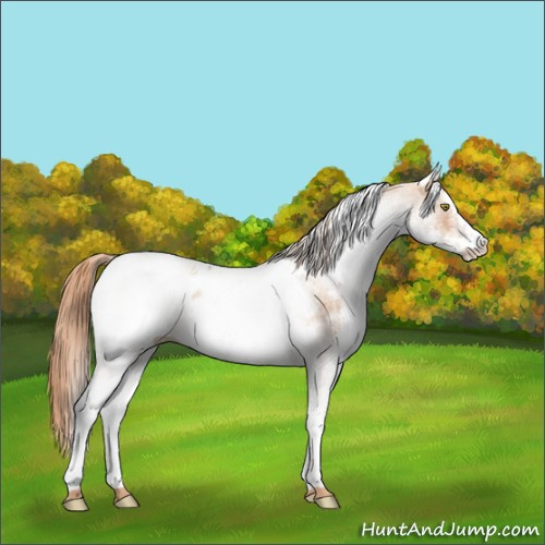 Horse Color:White Spotted Gold Champagne Blanket 