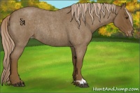 Horse Color:Chocolate Palomino Roan Appaloosa Rabicano 
