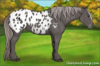 Horse Color:Platinum Chocolate Palomino Appaloosa 