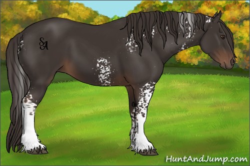 Horse Color:White Spotted Liver Chestnut