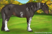 Horse Color:White Spotted Liver Chestnut 
