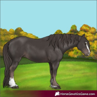 Horse Color:Platinum Liver Chestnut Sabino 