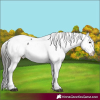 Horse Color:Platinum Brown Appaloosa