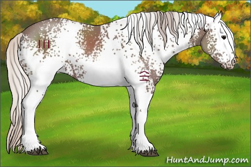 Horse Color:White Spotted Chocolate Silver Black 