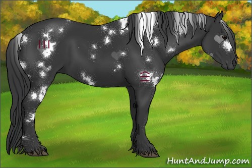 Horse Color:White Spotted Black 