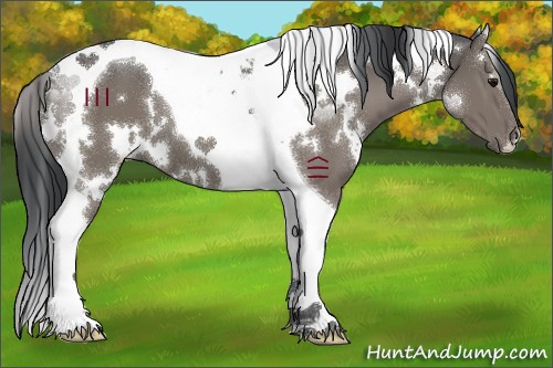 Horse Color:White Spotted Grullo Tobiano 