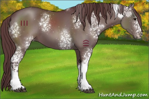 Horse Color:White Spotted Chocolate Grullo Tobiano 