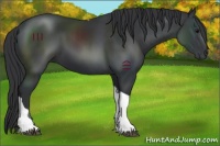 Horse Color:Black Tobiano 